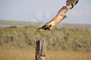 Swainson's Hawk (Buteo swainsoni) is a large hawk of the bird family Accipitridae. Their average length is 48 cm or 19 inches with a wingspan of 117-147 cm or 46-58 inches. Their average weight is 905