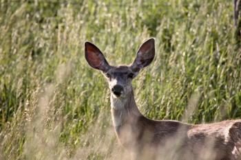 Mule Deer (Odocoileus hermionus) is a deer whose habitat is in the western half of North America. They belong to the family Cervidae. It gets its name from its large mule like ears. The Mule Deer's ta