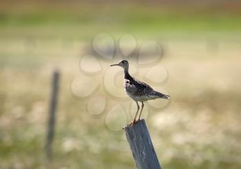 Upland Sandpiper (Bartramia longicauda) is 30 cm (12 in.) in length with a wingspan of 43-51 cm (17-20 in.) and an average weight of 136 kg (almost 5 oz.). Adults have long yellow legs and a long neck