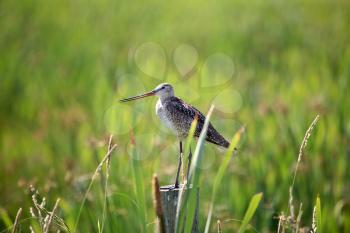 Marbled Godwit (Limosa fedoa) is a large shorebird. Its length is 46-51 cm or 18-20 inches and has a wingspan of 81 cm or 32 inches. Adults have long blue-grey legs and a very long pink bill with a sl