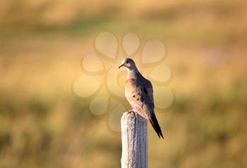 Mourning Dove (Zenaida macroura) is a member of the bird family Columbidae. The Mourning Dove is approximately 31 cm or 12 inches in length and has a wingspan of 43-48 cm or 17-19 inches. It has a lon