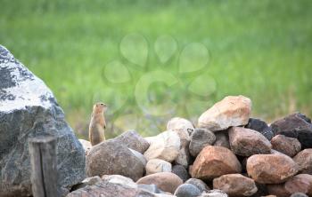 Richardson's Ground Squirrel (Spermophilus richardsonii) is a North American ground squirrel. Native to the short grass prairies, Richardson's Ground Squirrel is found mainly in the northern states of