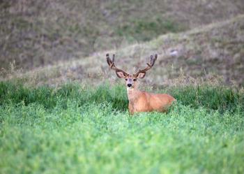 Mule Deer (Odocoileus hermionus) is a deer whose habitat is in the western half of North America. It gets its name from its large mule like ears. The Mule Deer's tail is black tipped. Their antlers fo