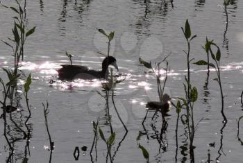American Coot with baby in a pond waterhen