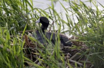 American Coot in Nest in a Saskatchewan Marsh