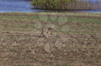 Coyote standing in field in Saskatchewan Canada