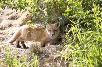 Fox Kit cub standing at den Canada