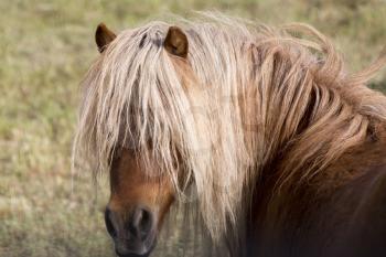 Horse in pasture close up hair in face