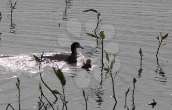 American Coot with baby in a pond waterhen