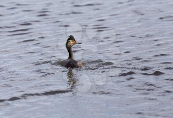 Eared Grebe in a pond in Saskatchewan Canada