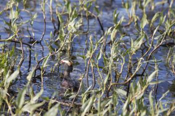 Eared Grebe in a pond in Saskatchewan Canada