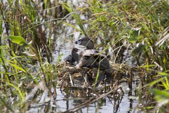 American Coot with baby in nest waterhen