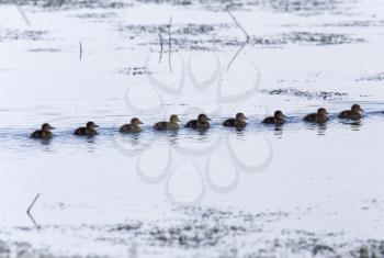 Baby Ducks in Saskrtchewan Canada wetlands wild