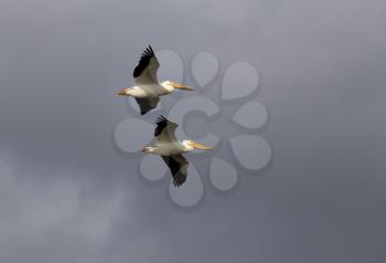 Pelicans in Flight gray sky clouds Canada