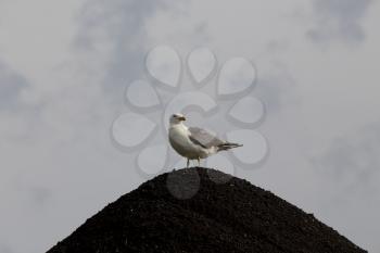 Seagull on Gravel Pit Storm Clouds Saskatchewan Canada