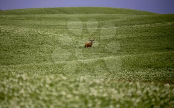 Deer in Pulse Crop Field in Saskatchewan Canada