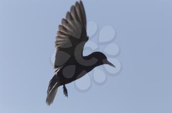 Tern in Flight in Saskatchewan Canada Blue Sky