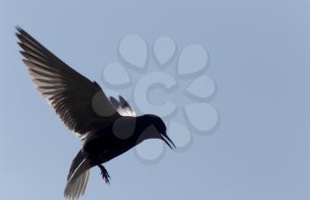 Tern in Flight in Saskatchewan Canada Blue Sky