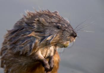 Close up Muskrat wet and in swamp Canada