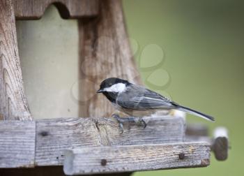 Black-capped Chickadee at a fedder Canada small bird Ontario