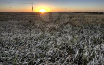 Wheat Field at Sunset in Saskatchewan Canada