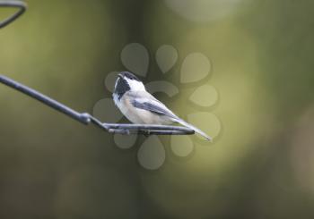 Black-capped Chickadee at a fedder Canada small bird Ontario