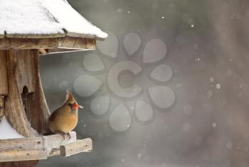 Cardinal at Bird Feeder Snow Storm Canada Female