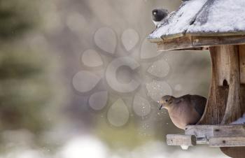 Mourning Dove in Winter at Bird Feeder snowy winter Canada
