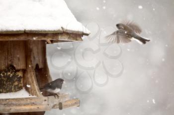 Birds at feeder in Winter in Ontario Canada