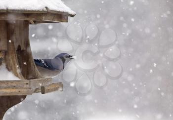 Blue Jay at Bird Feeder Winter Snow Storm Canada