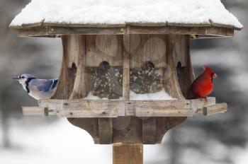 Red Cardinal and Blue Jay at feeder Canada