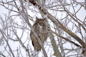 Great Horned Owl in Tree Saskatchewan Canada