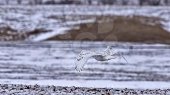 Snowy Owl in Flight in Canada winter