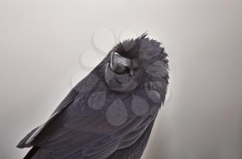 Raven in Winter Rocky Mountains Alberta Canada