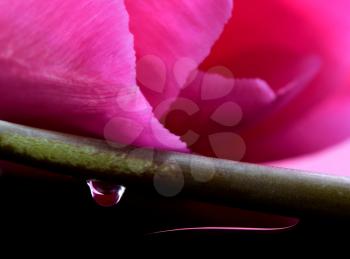 Pink Tulip Macro close-up studio natural light drops