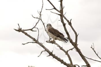 Swainson Hawk in a Tree in Saskatchewan Canada