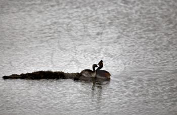 Western Grebe Couple in a pond Canada