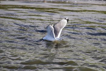 Tern diiving  for food in pond Canada