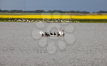 Pelicans in a Pond Saskatchewan Canada group