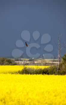 Storm Clouds Saskatchewan Bald eagles in Flight