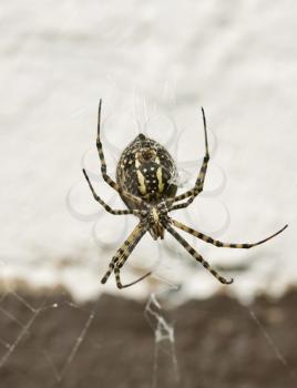 Garden Spider Yellow and Black in web