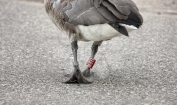 Goose Leg Banded walking in Saskatchewan Canada