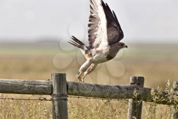 Swainson Hawk on Post taking flight Saskatchewan