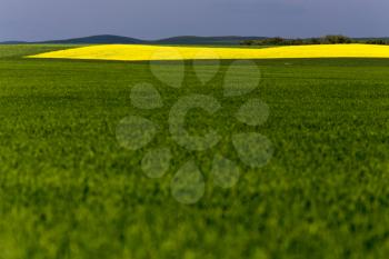 Saskatchewan Field Farming in yellow and Green