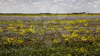 Prairie Flowers Canada Canola and flax purple and yellow