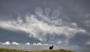 Storm Clouds Saskatchewan Prairie scene Llama