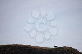 Badlands Canada Saskatchewan Big Muddy cow on hill