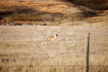 Coyote in Saskatchewan in a field Canada