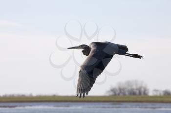 Blue Heron Saskatchewan prairie swamp Canada scenic in flight