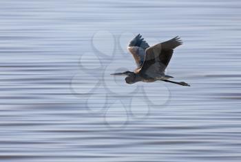 Blue Heron Saskatchewan prairie swamp Canada scenic in flight